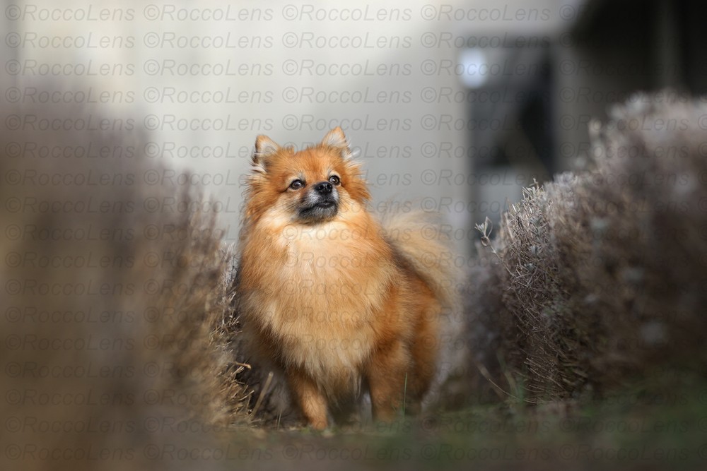 Preise ShootingPaket M